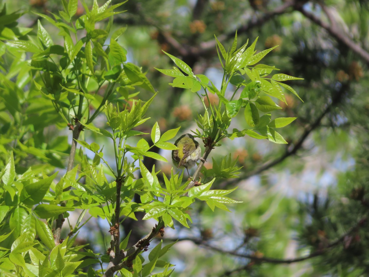 Tennessee Warbler - carolyn spidle