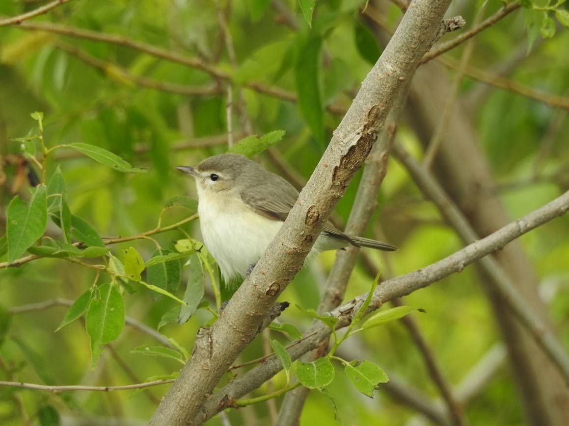 Warbling Vireo - Shannon Kane