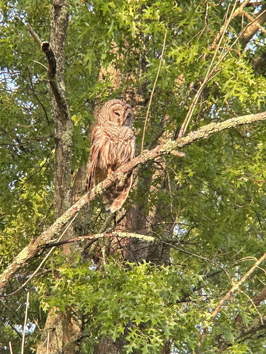 Barred Owl - Adit Nehra