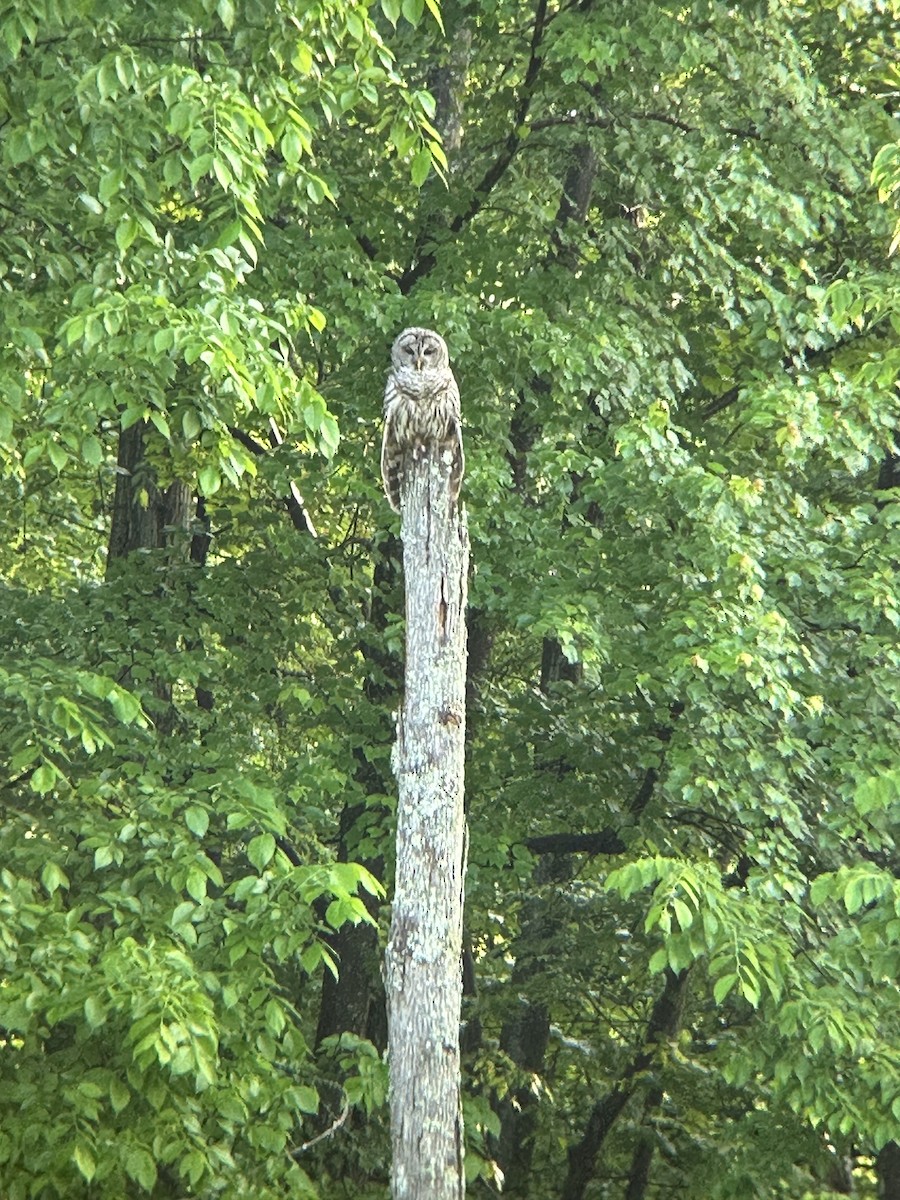 アメリカフクロウ - ML618891909