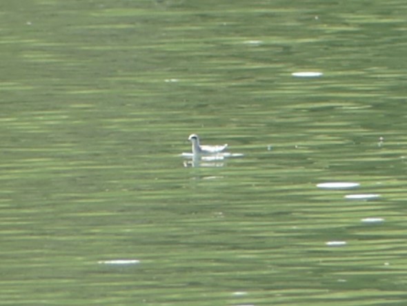 Red-necked Phalarope - Michael Klotz