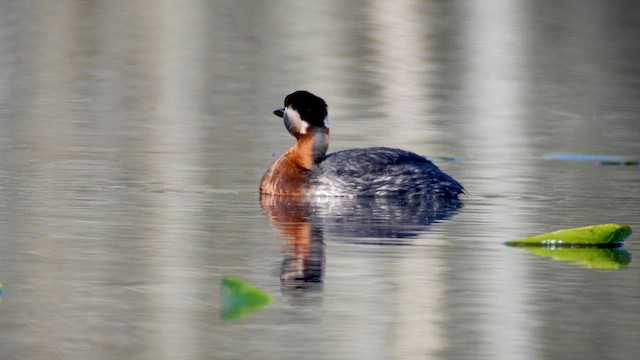 potápka rudokrká - ML618891927