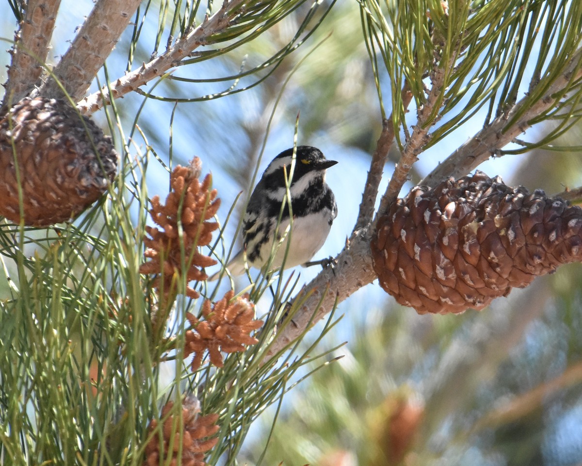 Black-throated Gray Warbler - ML618891945