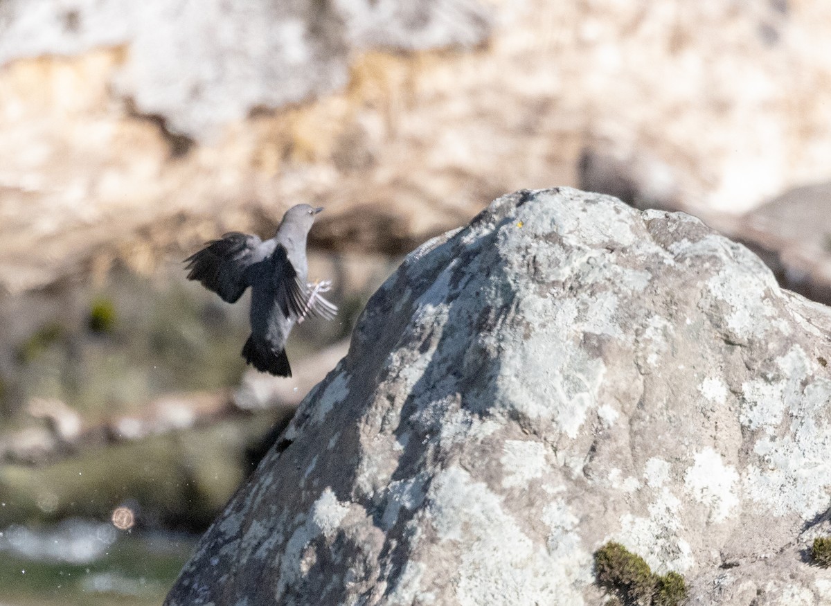 American Dipper - Greg Harrington