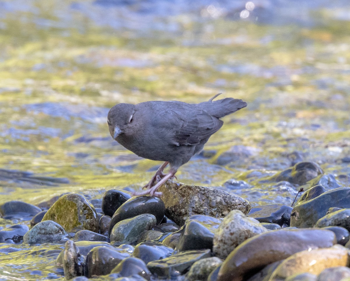 American Dipper - Greg Harrington