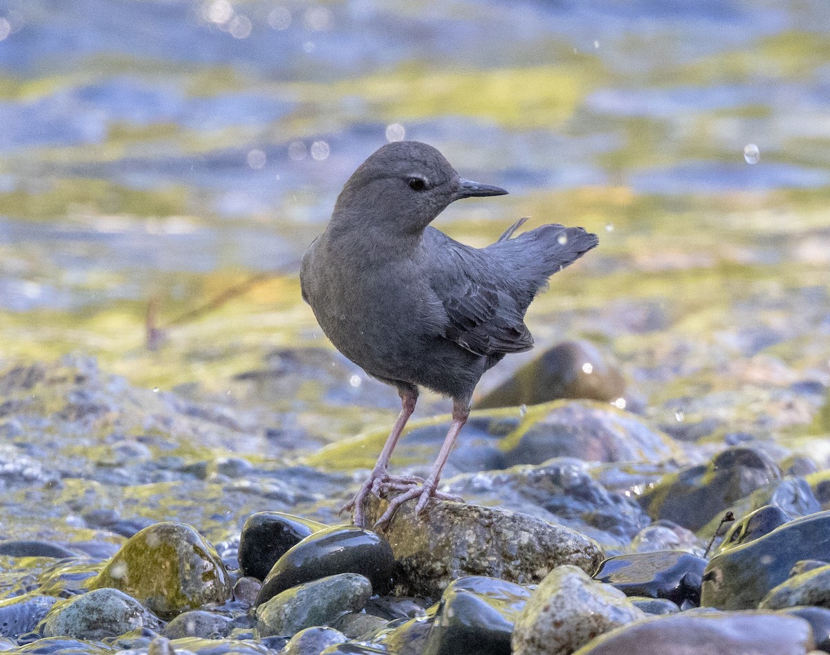 American Dipper - Greg Harrington