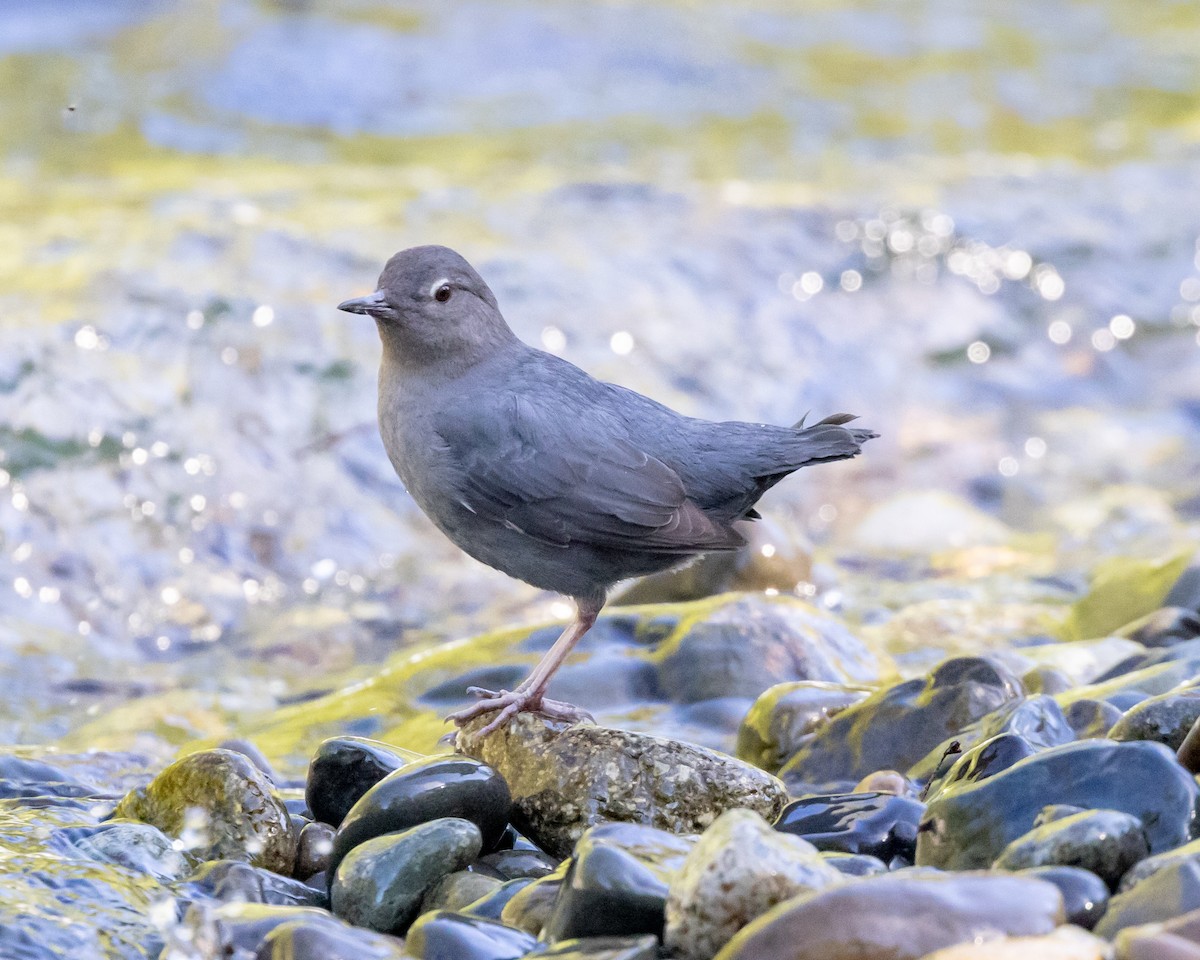 American Dipper - Greg Harrington