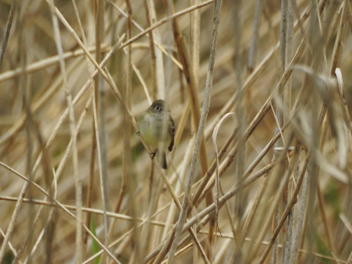 Least Flycatcher - ML618891977