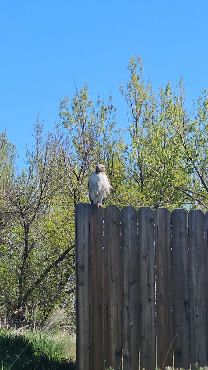 Red-tailed Hawk - ML618892005