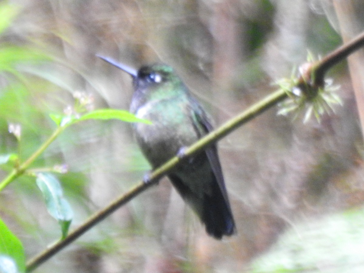 Violet-headed Hummingbird - Ximena Gutiérrez Torres