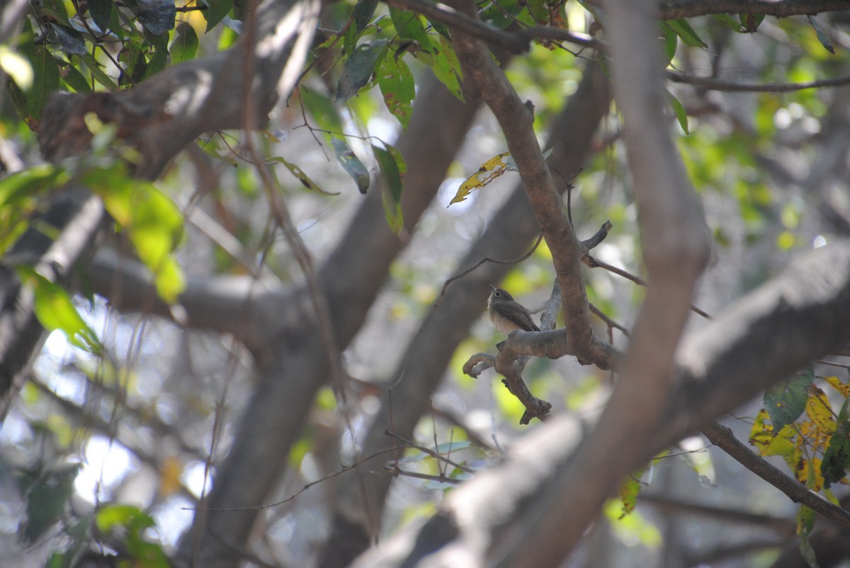 Red-breasted Flycatcher - Alyssa DeRubeis