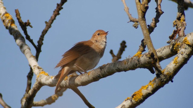 Thrush Nightingale - ML618892050