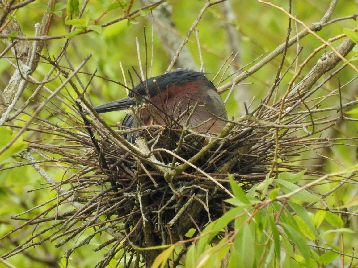 Green Heron - ML618892057