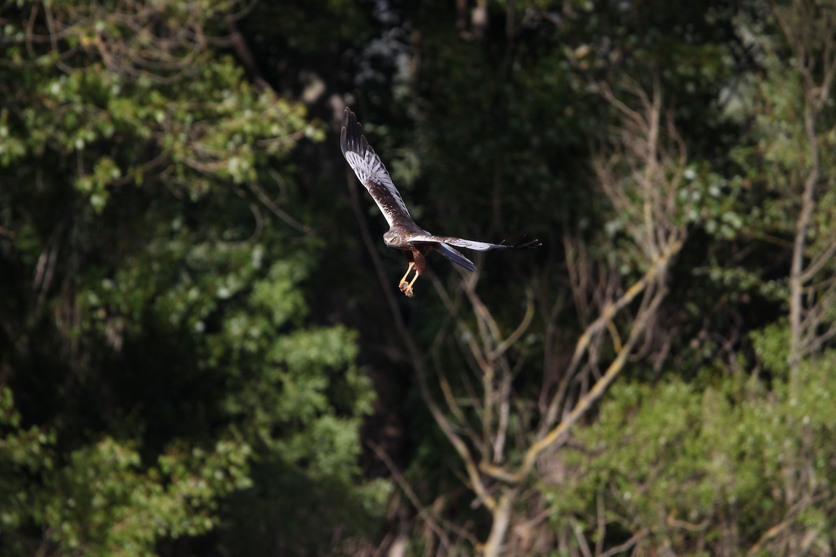 Western Marsh Harrier - ML618892059