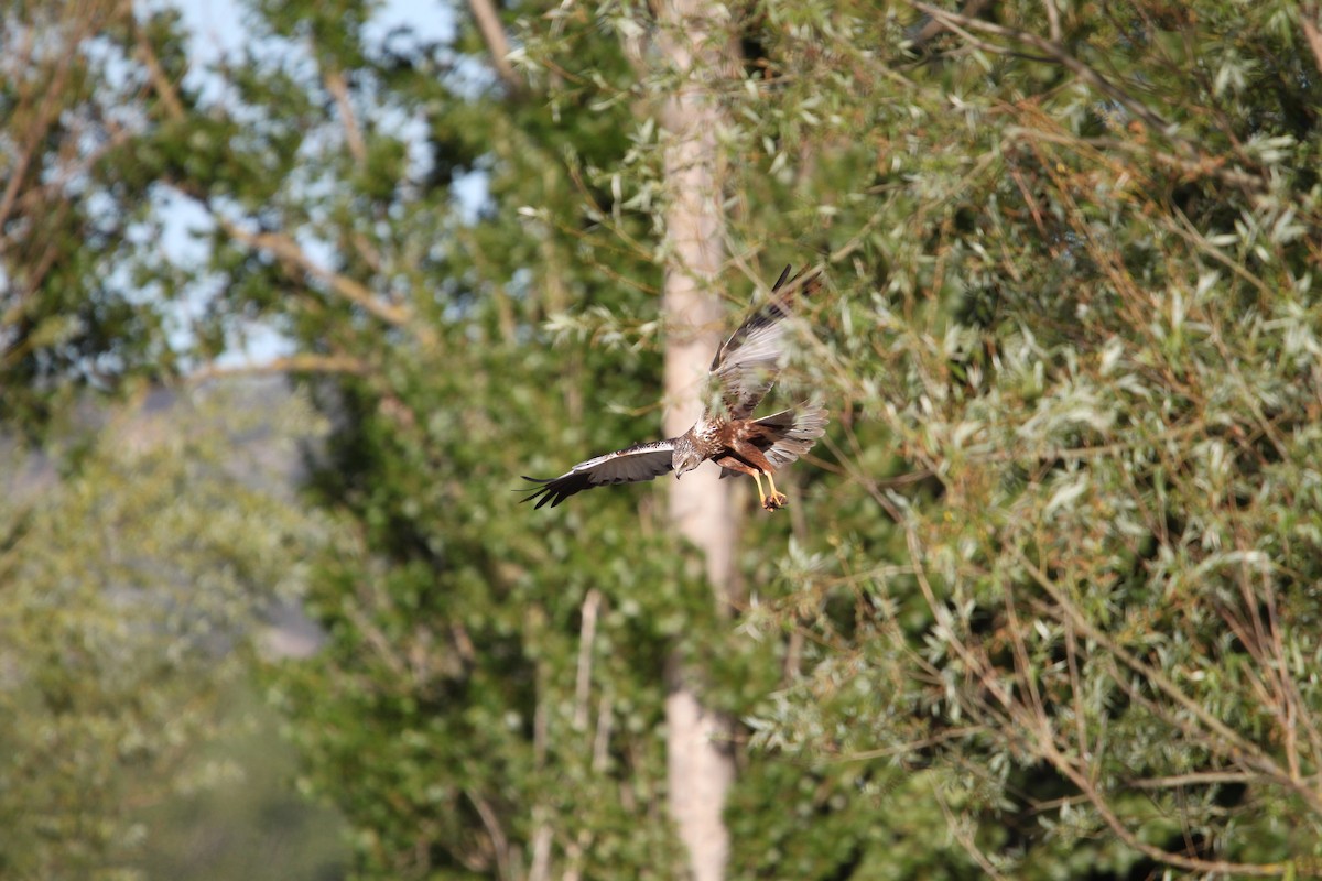 Western Marsh Harrier - ML618892060