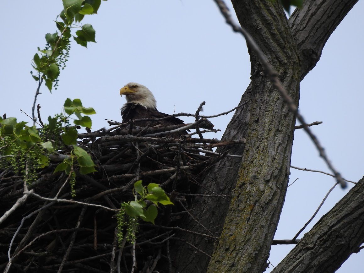 Bald Eagle - ML618892065