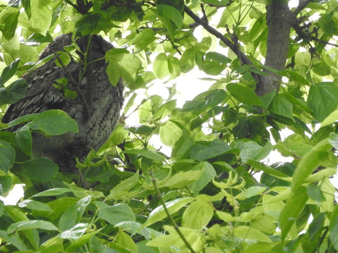 Eastern Screech-Owl - ML618892074