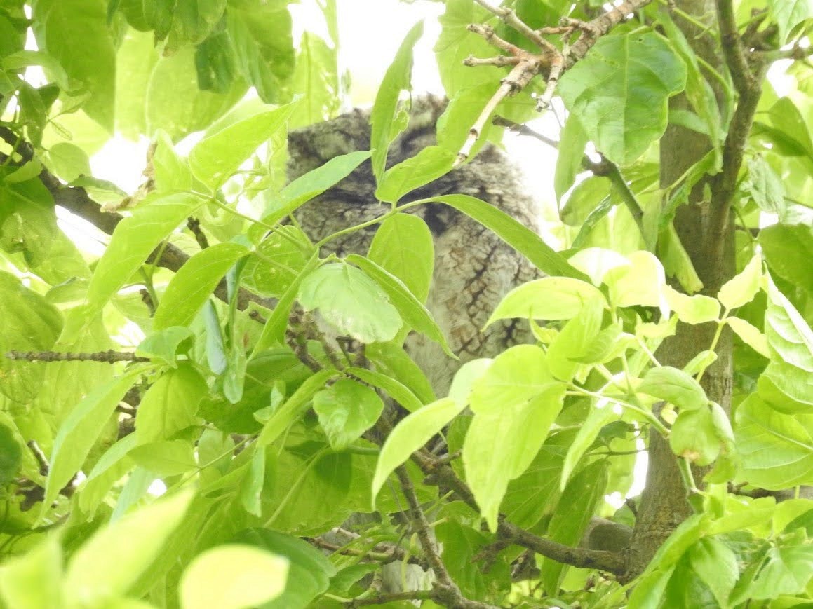 Eastern Screech-Owl - ML618892086