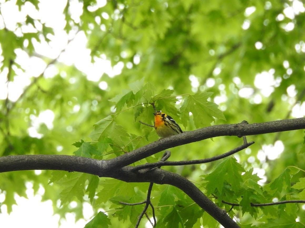 Blackburnian Warbler - ML618892105