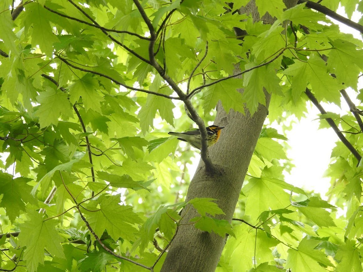 Blackburnian Warbler - ML618892109