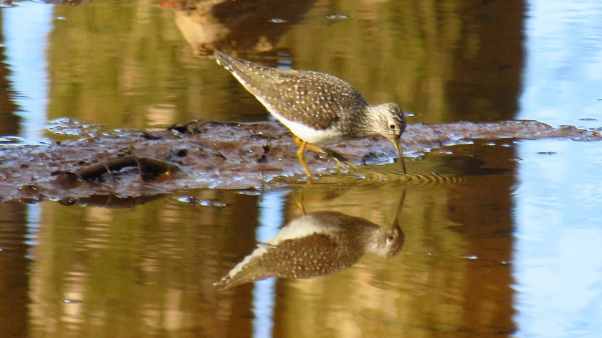 Solitary Sandpiper - ML618892110