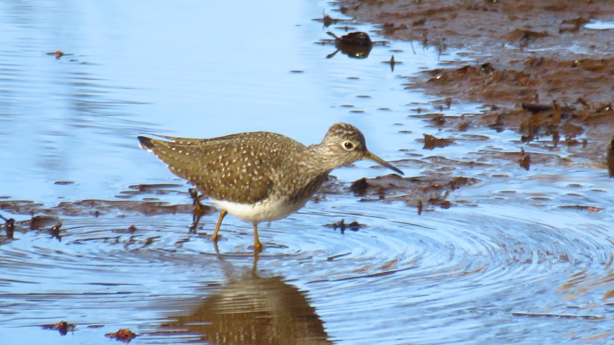 Solitary Sandpiper - ML618892112