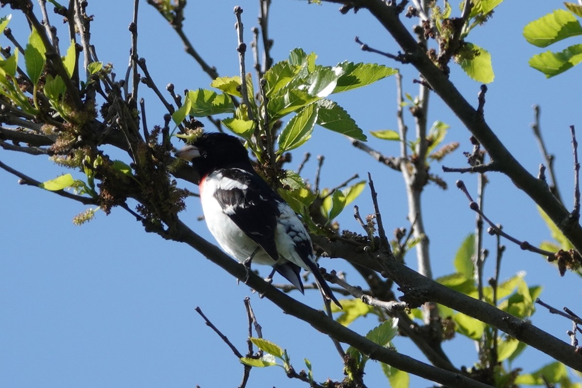 Rose-breasted Grosbeak - Tim Mortlock