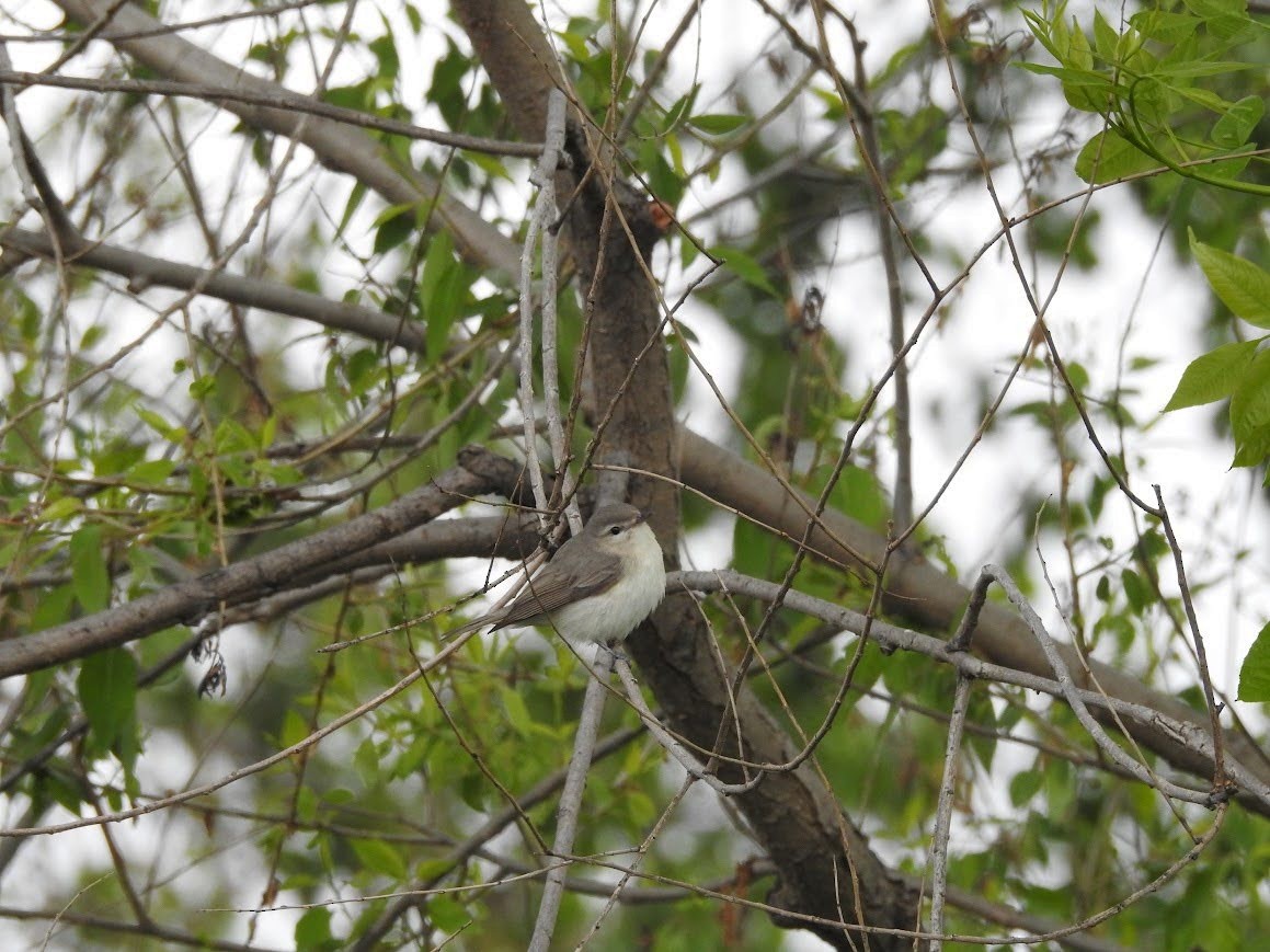 Warbling Vireo - Shannon Kane