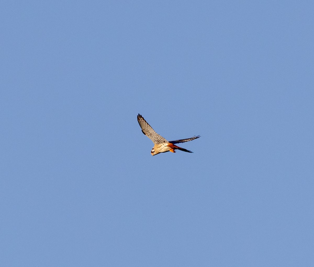 American Kestrel - Greg Harrington