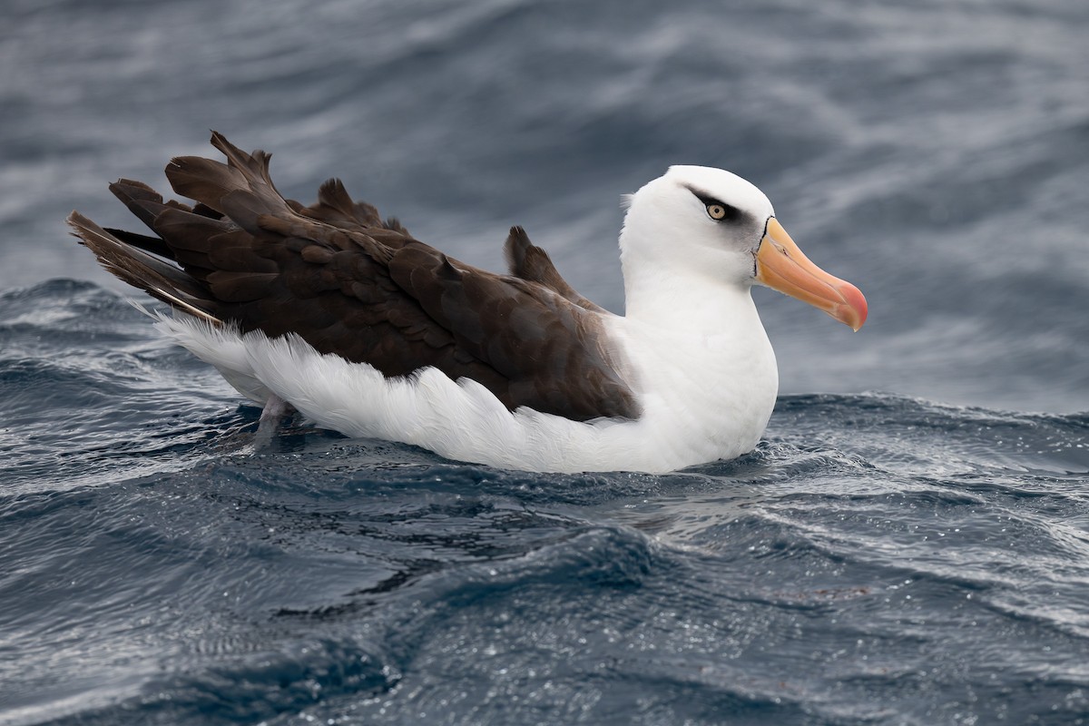 Black-browed Albatross (Campbell) - Miguel  Mejias