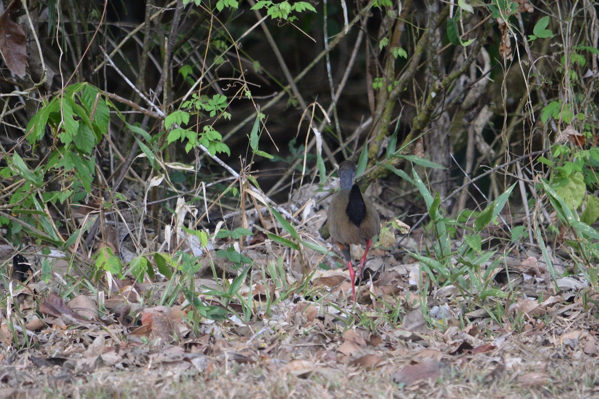 chřástal šedokrký - ML618892163