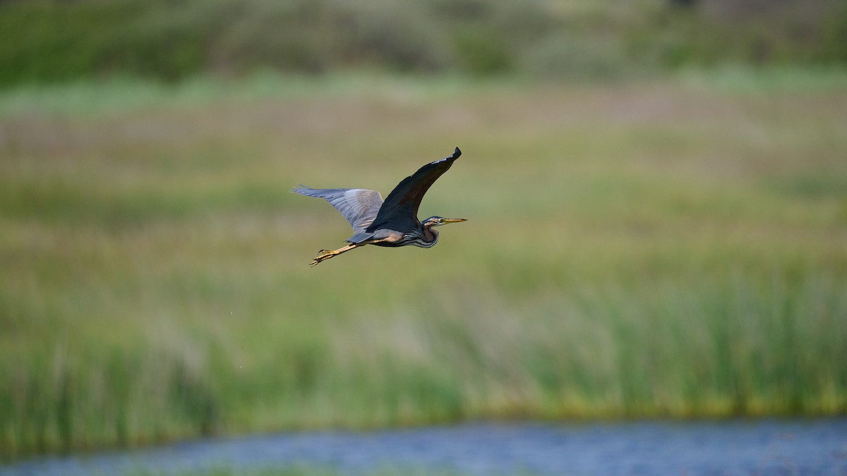 Purple Heron - ML618892164