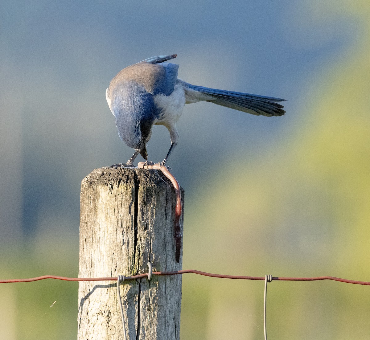 California Scrub-Jay - Greg Harrington