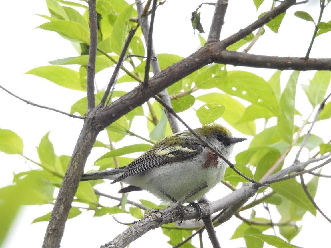 Chestnut-sided Warbler - ML618892179