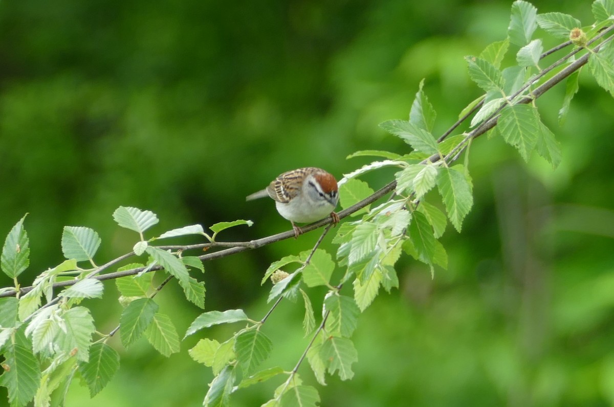 Chipping Sparrow - ML618892186
