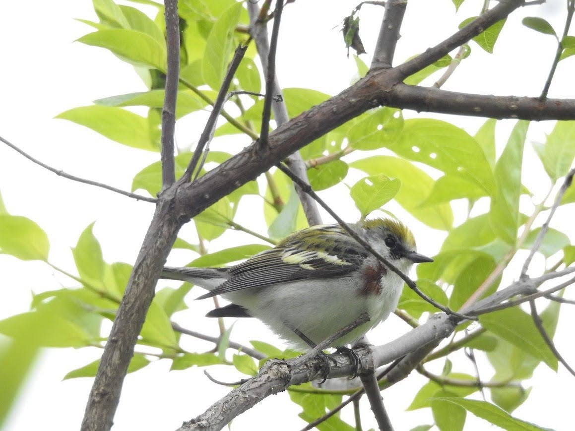 Chestnut-sided Warbler - ML618892187