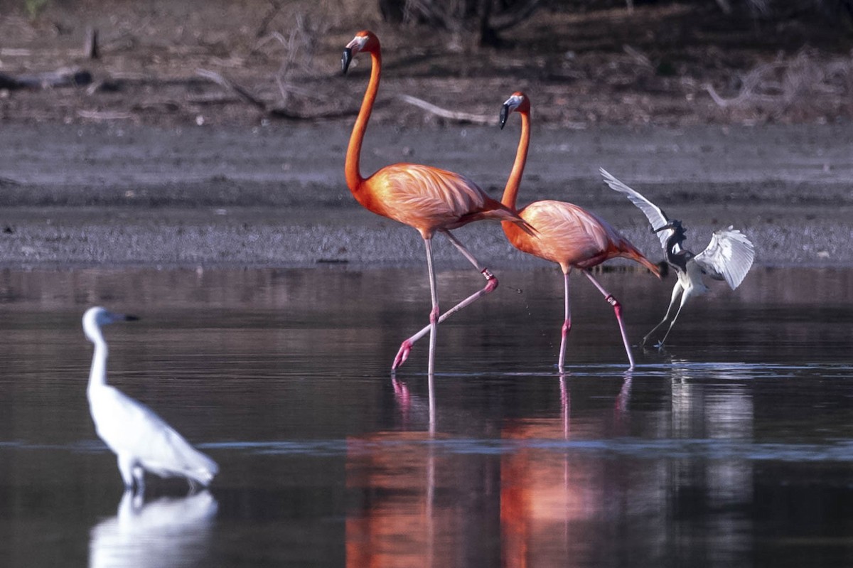 American Flamingo - Felix León