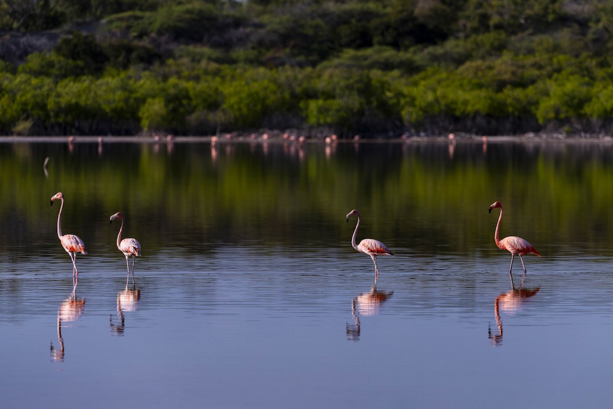 American Flamingo - ML618892208