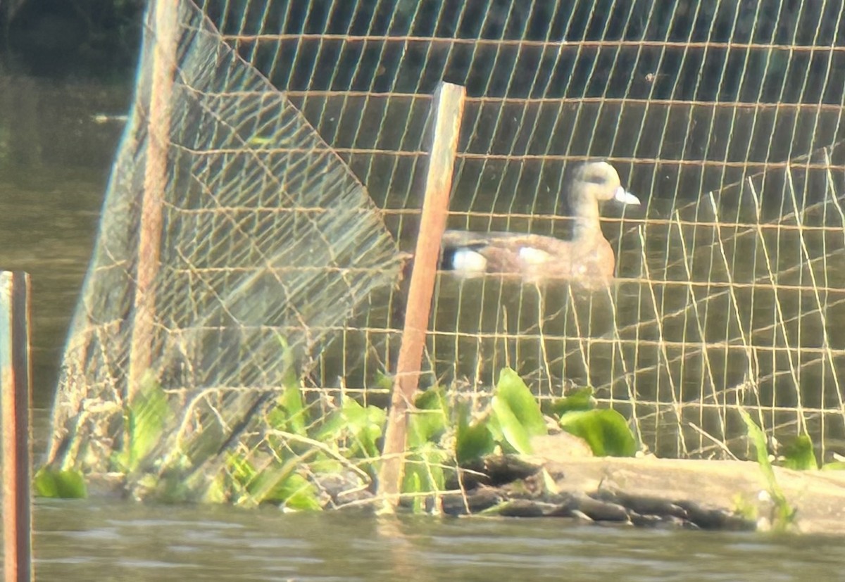 American Wigeon - ML618892210