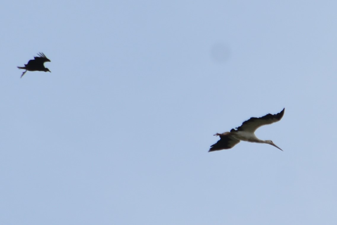 Maguari Stork - ML618892226