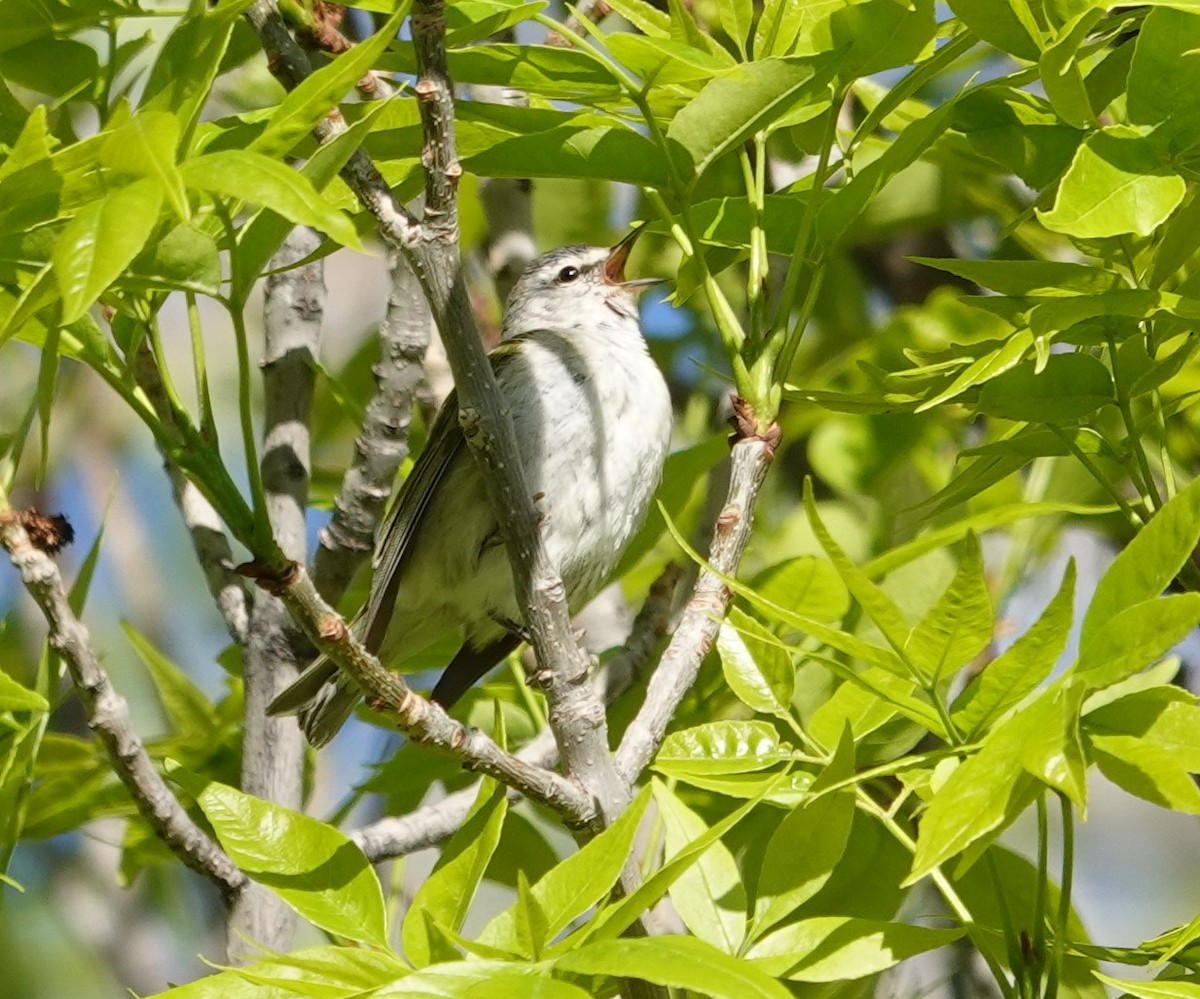 Tennessee Warbler - ML618892231