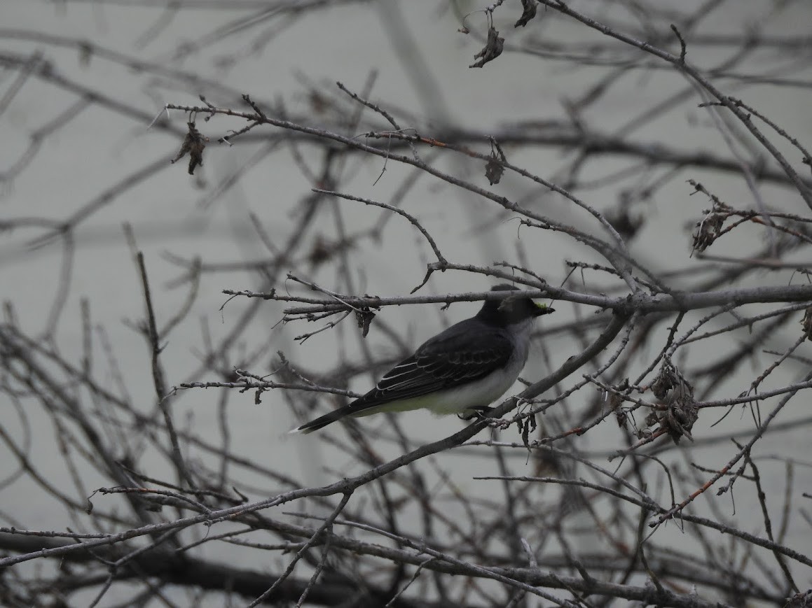 Eastern Kingbird - Shannon Kane