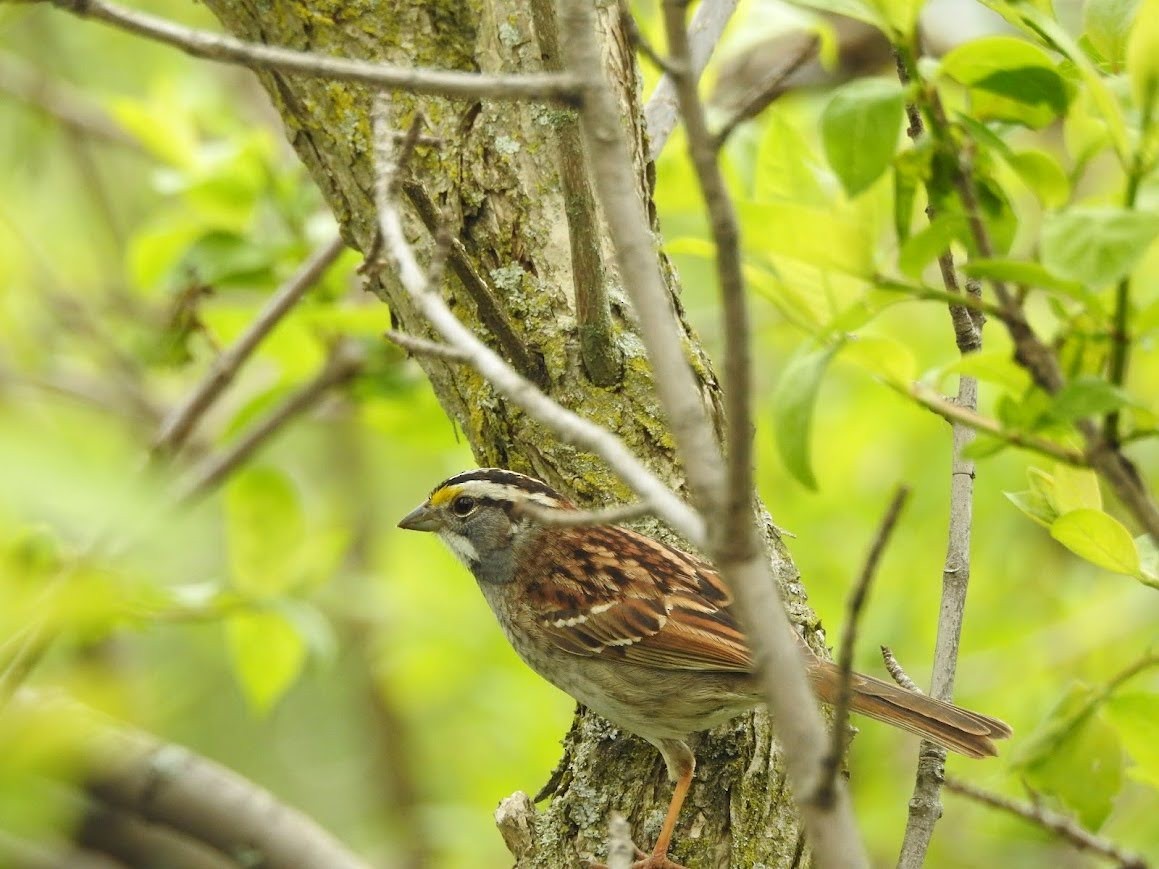 White-throated Sparrow - ML618892255