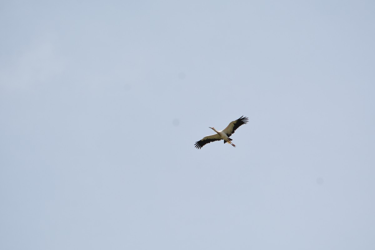 Maguari Stork - ML618892259