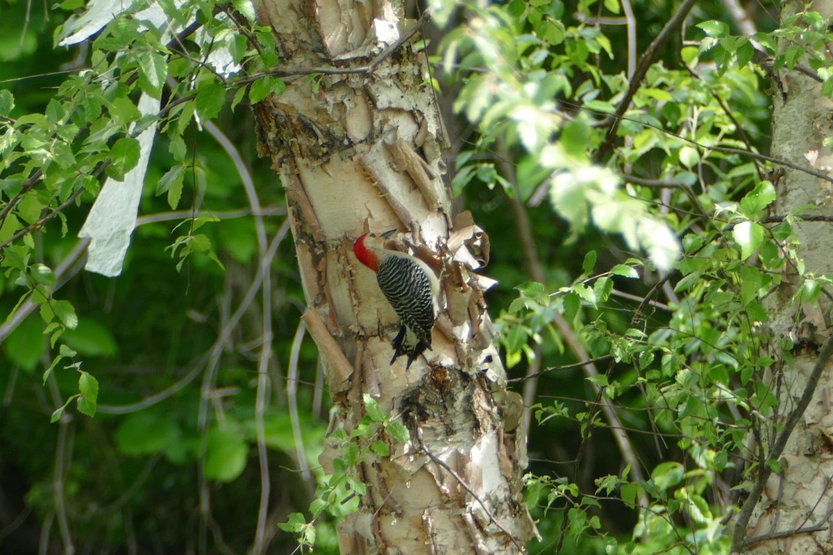 Red-bellied Woodpecker - ML618892267