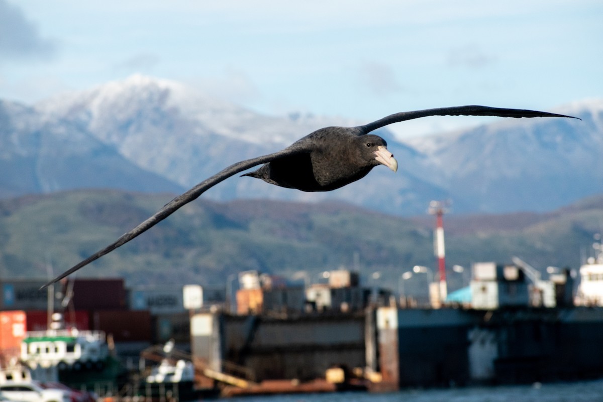 Southern Giant-Petrel - Ezequiel Racker