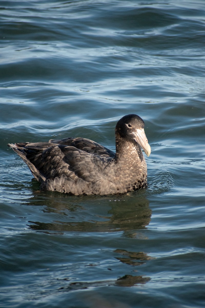 Southern Giant-Petrel - Ezequiel Racker