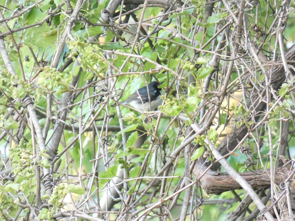 Black-throated Blue Warbler - David Riddle