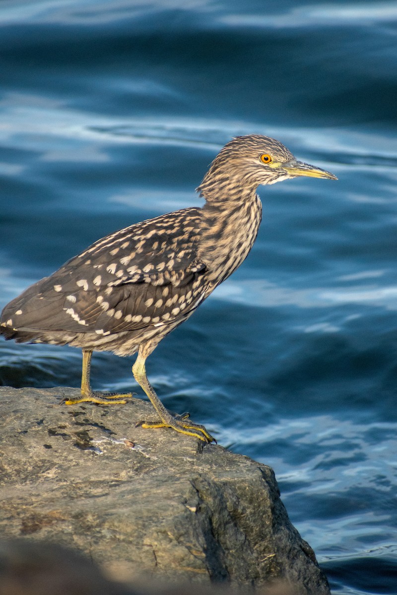 Black-crowned Night Heron (Dusky) - Ezequiel Racker