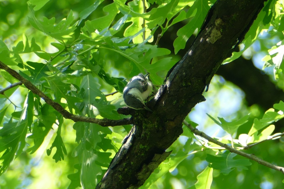 White-breasted Nuthatch - ML618892305